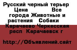 Русский черный терьер › Цена ­ 35 000 - Все города Животные и растения » Собаки   . Карачаево-Черкесская респ.,Карачаевск г.